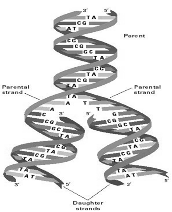 1545_Inter Phase - cell cycle.png